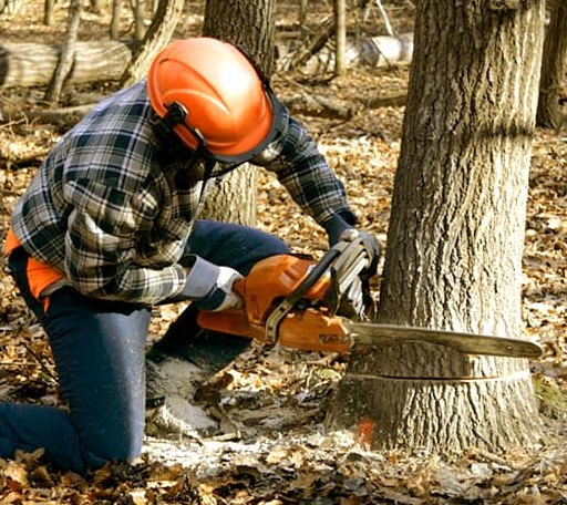 Tree Removal in Saint Stephens Church, VA